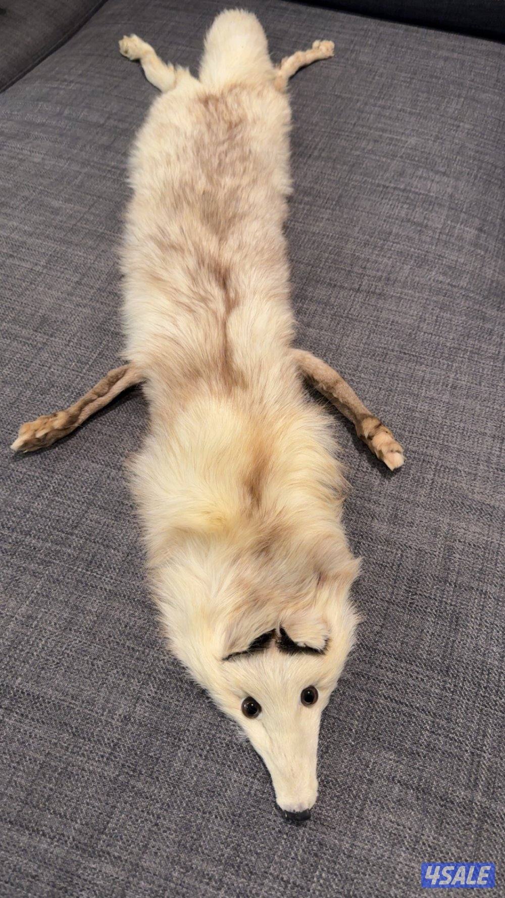 للبيع ثعالب دباغه نظيفة1