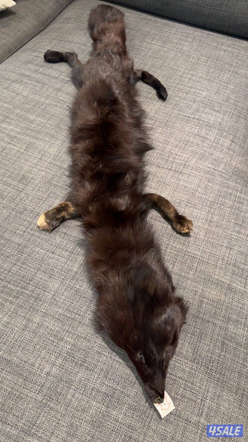 للبيع ثعالب دباغه نظيفة3