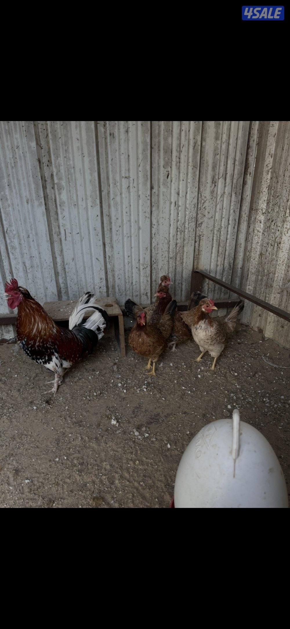 دجاج عربي قديم حبيشيات0