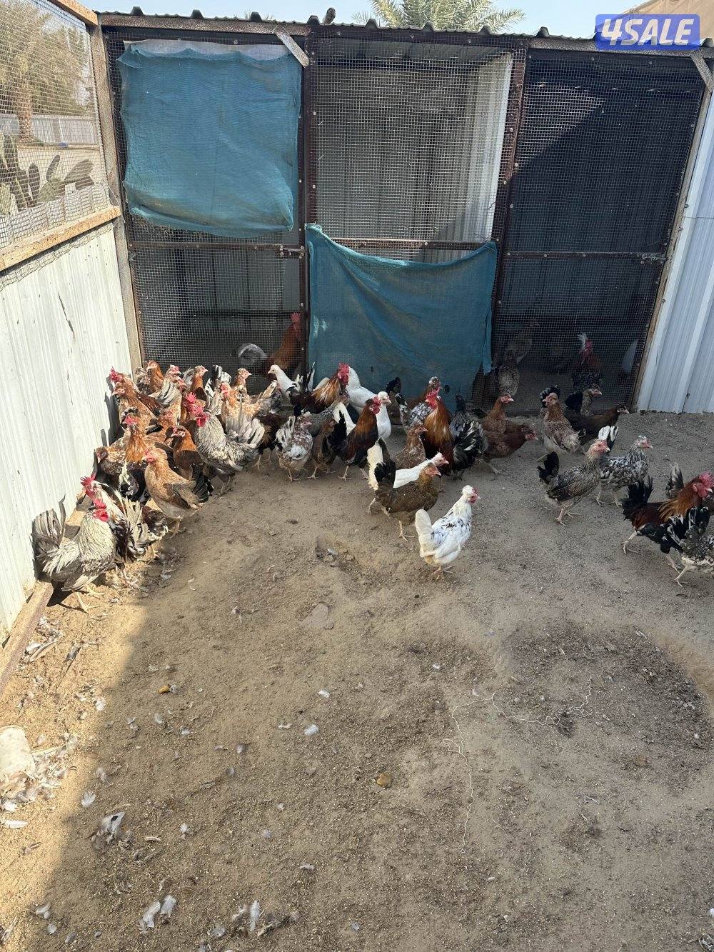 دجاج عربي قديم حبيشيات2