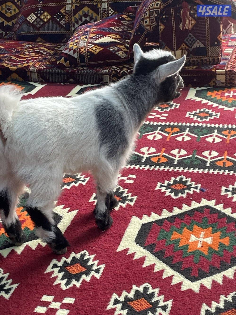 للبيع تيس تشيكي للاطفال مع خدمة التوصيل0