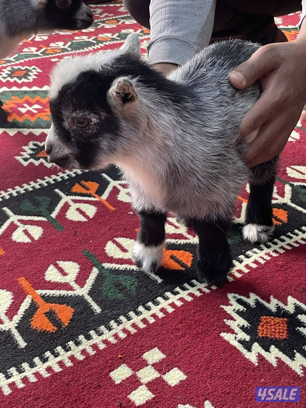 للبيع تيس تشيكي للاطفال مع خدمة التوصيل1