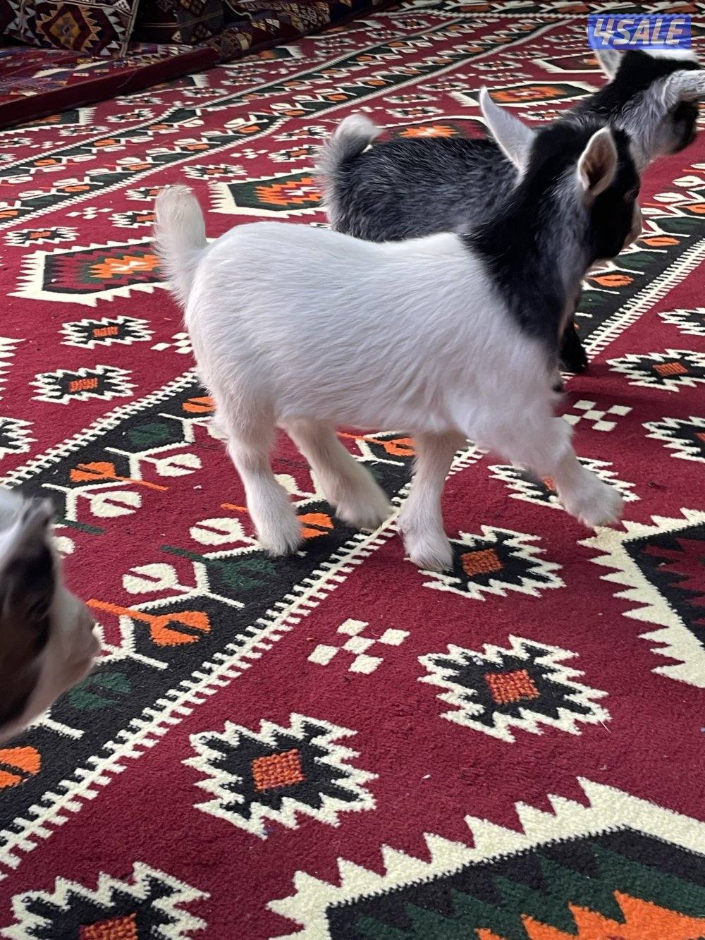 للبيع تيس تشيكي للاطفال مع خدمة التوصيل2