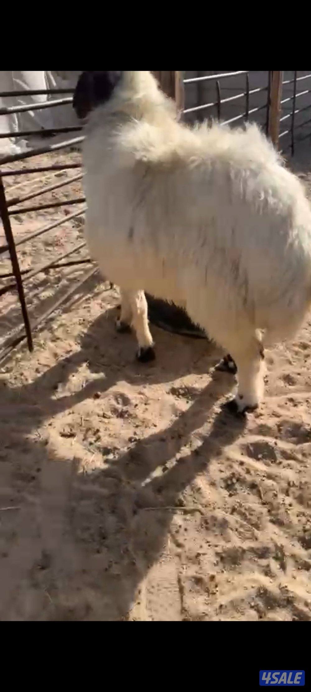 للبيع فحل شرط القريع العمر سنه1