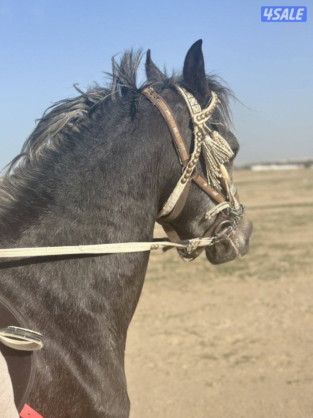‏للبيع حصان مكس خياله فاخر1