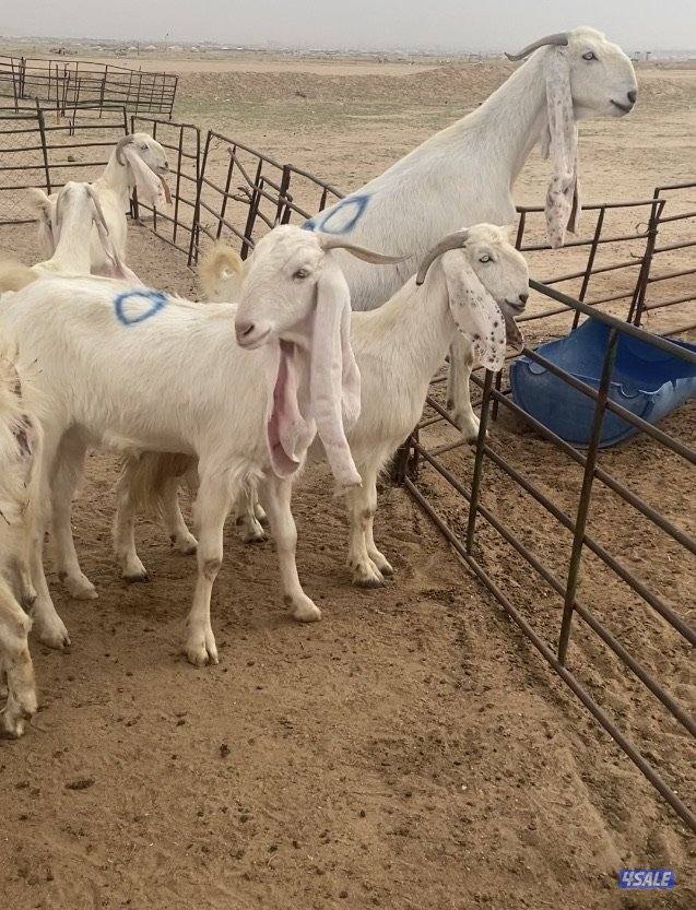 20ضرايب بيض فاخرة مع التيس ومرسسة ودفيع فيهم10متاوم علي2و3 سونارهم5