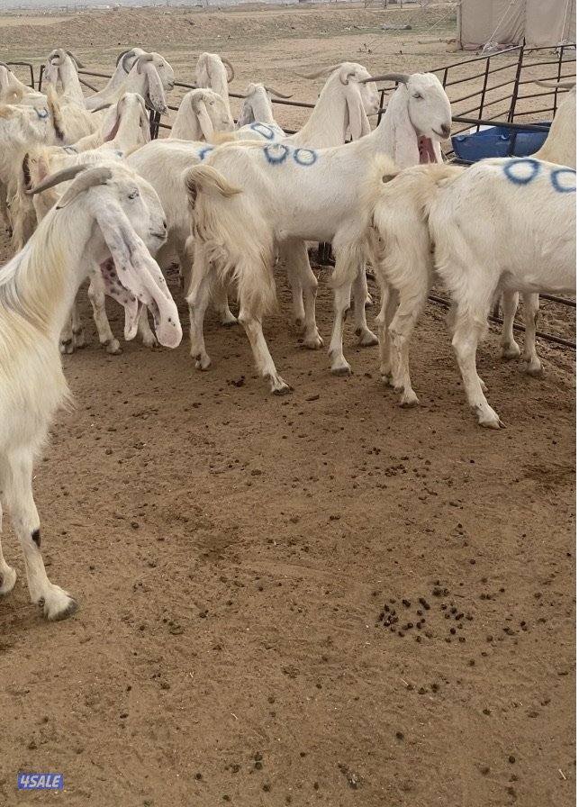 20ضرايب بيض فاخرة مع التيس ومرسسة ودفيع فيهم10متاوم علي2و3 سونارهم12