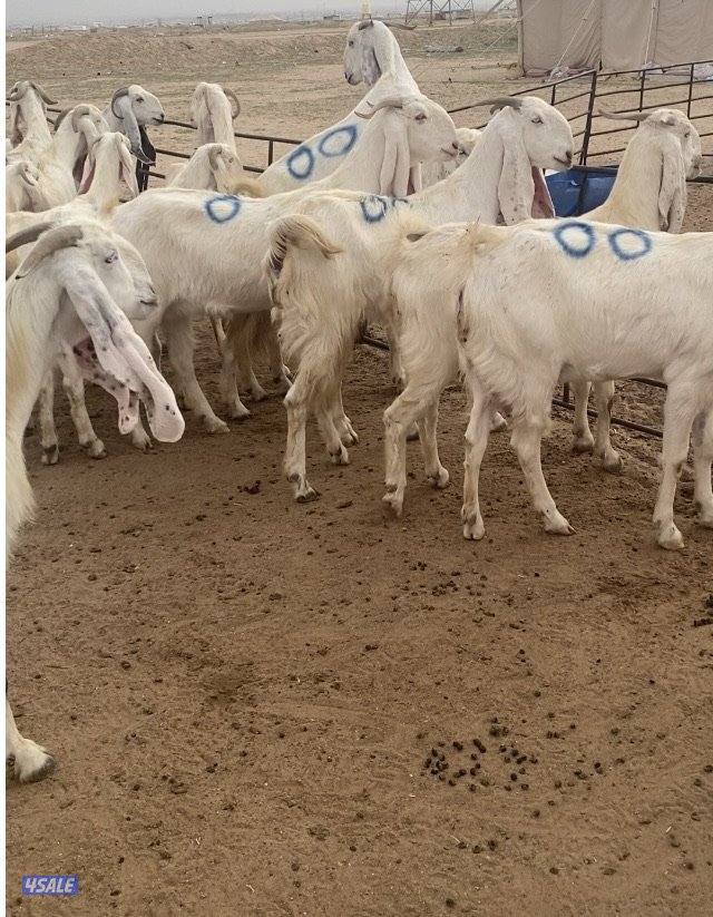 20ضرايب بيض فاخرة مع التيس ومرسسة ودفيع فيهم10متاوم علي2و3 سونارهم1