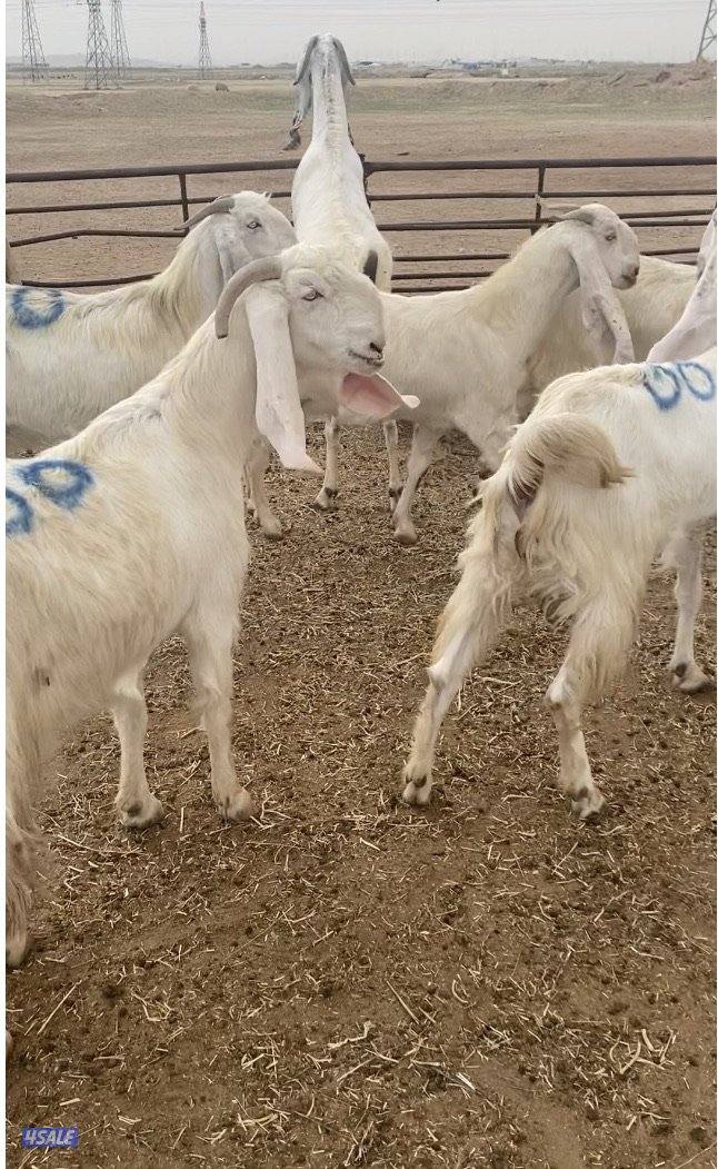 20ضرايب بيض فاخرة مع التيس ومرسسة ودفيع فيهم10متاوم علي2و3 سونارهم3