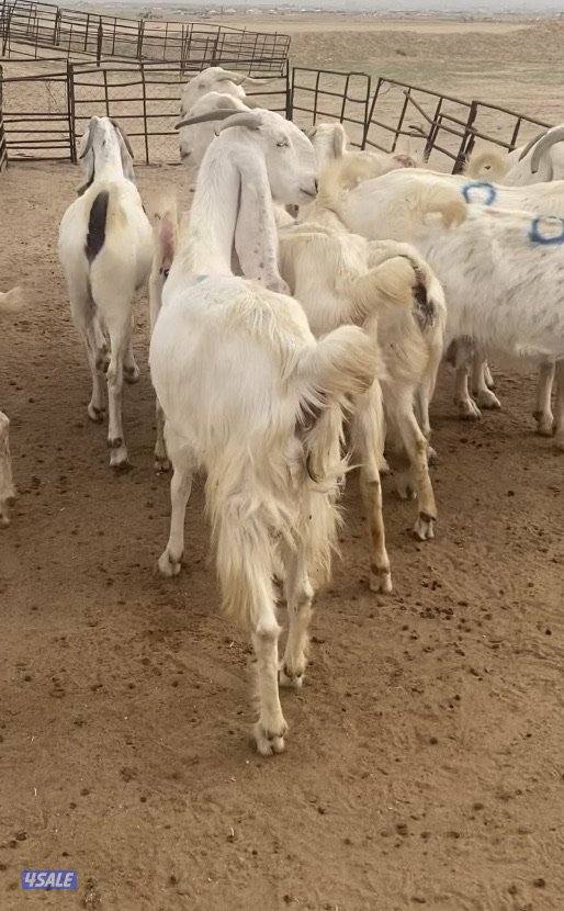 20ضرايب بيض فاخرة مع التيس ومرسسة ودفيع فيهم10متاوم علي2و3 سونارهم7