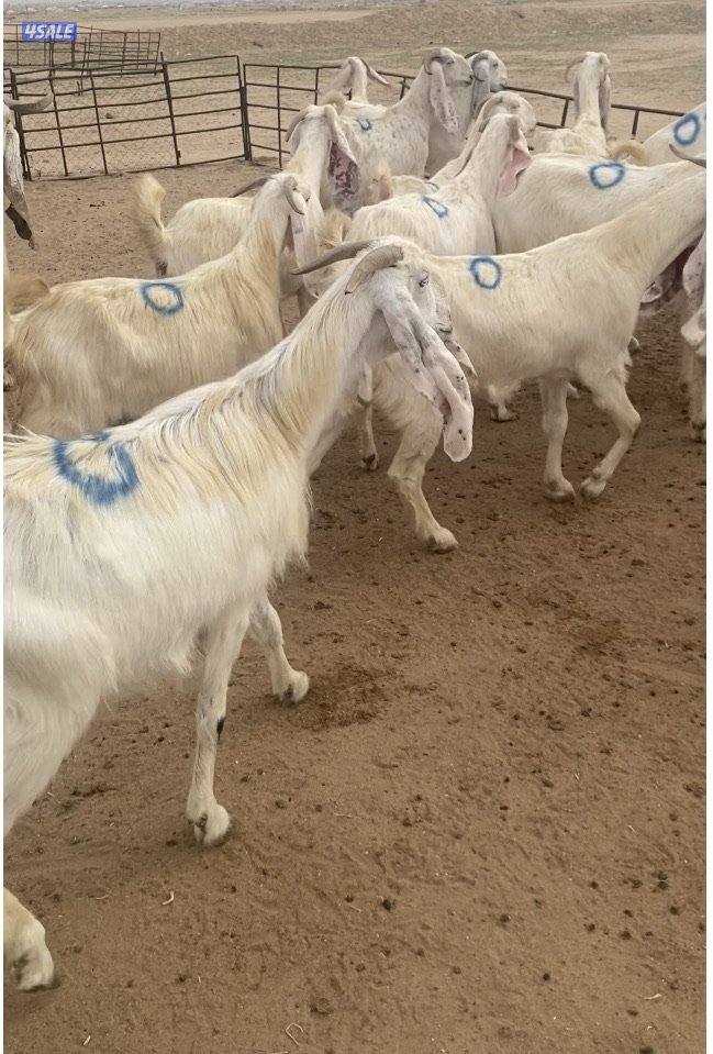 20ضرايب بيض فاخرة مع التيس ومرسسة ودفيع فيهم10متاوم علي2و3 سونارهم9