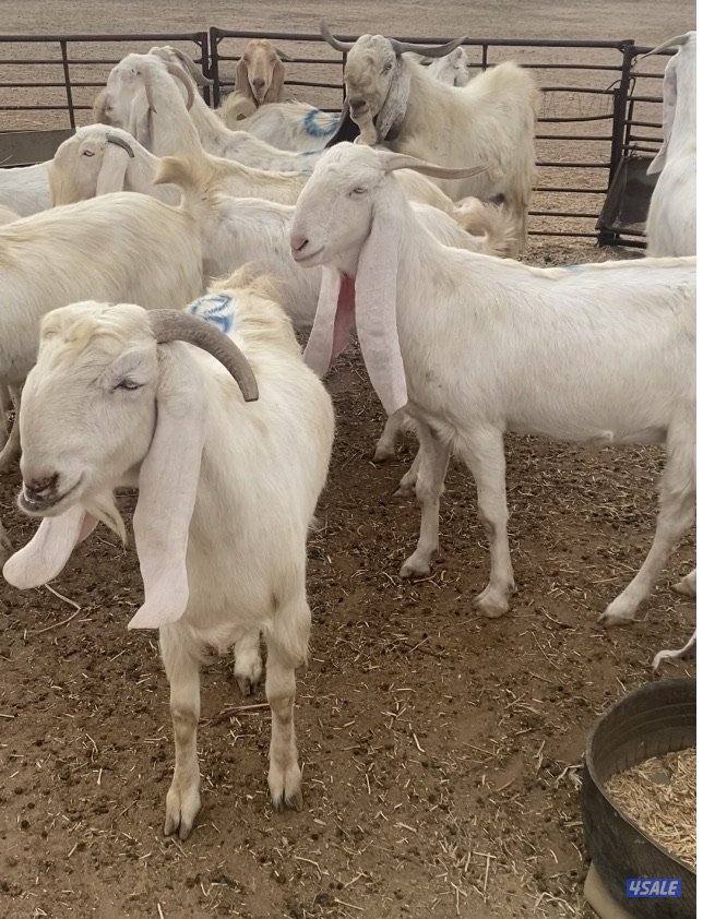 20ضرايب بيض فاخرة مع التيس ومرسسة ودفيع فيهم10متاوم علي2و3 سونارهم4