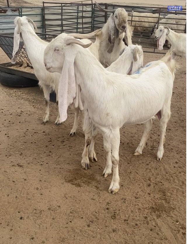 20ضرايب بيض فاخرة مع التيس ومرسسة ودفيع فيهم10متاوم علي2و3 سونارهم10