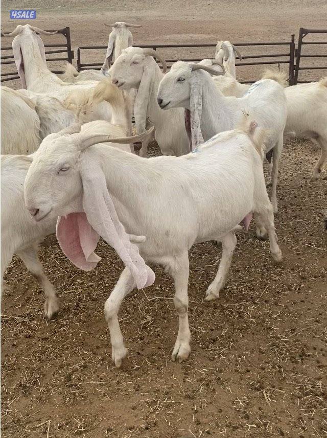 20ضرايب بيض فاخرة مع التيس ومرسسة ودفيع فيهم10متاوم علي2و3 سونارهم11