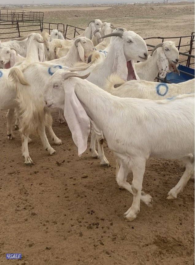 20ضرايب بيض فاخرة مع التيس ومرسسة ودفيع فيهم10متاوم علي2و3 سونارهم0