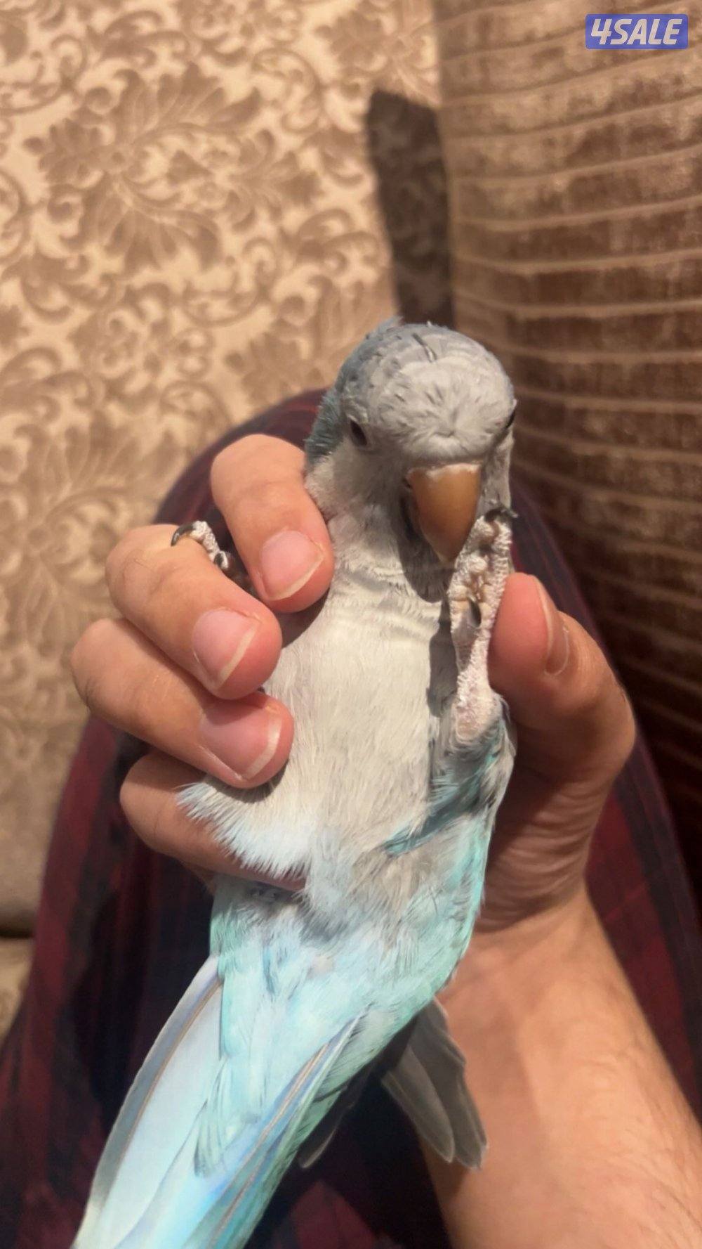 كويكر ازرق ربوة1