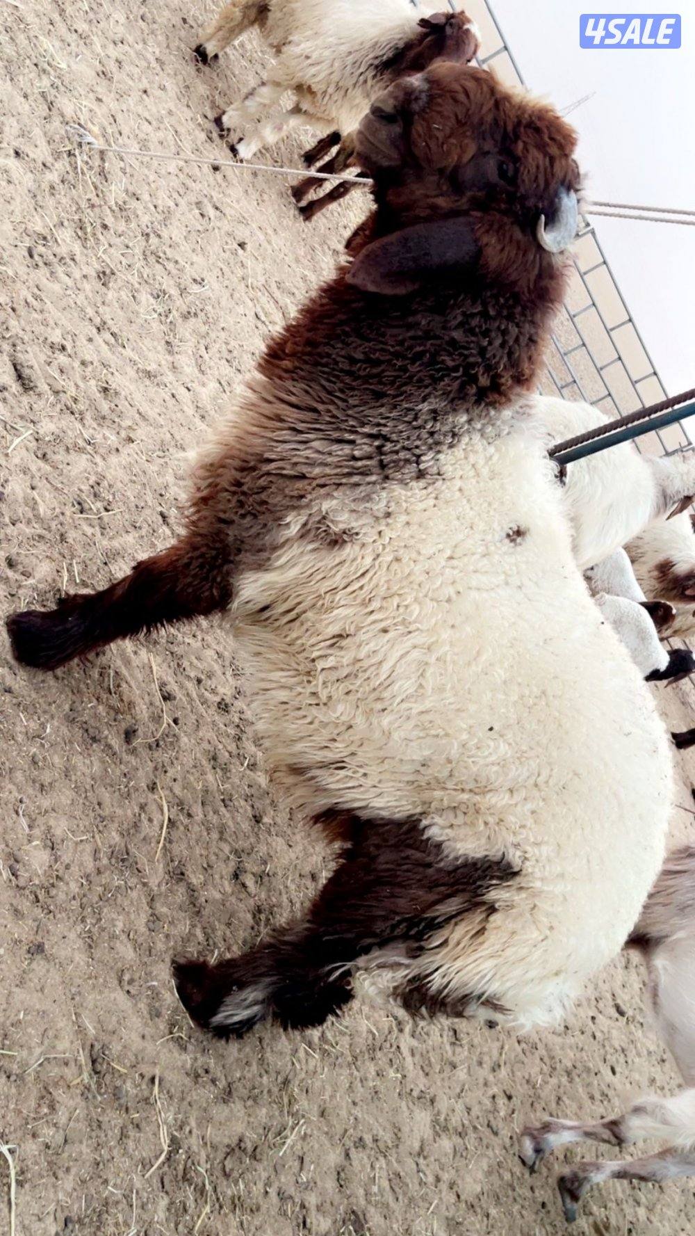 للبيع طلي مشروع فحل مرسس0