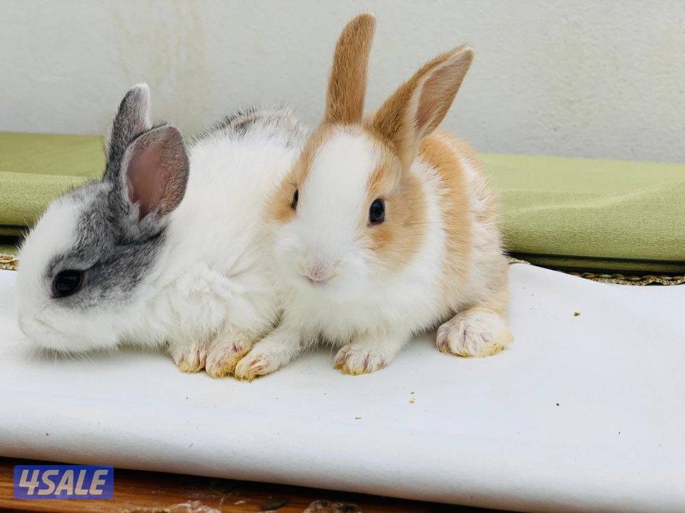 للبيع ارانب فرنسية صغار 🐰0