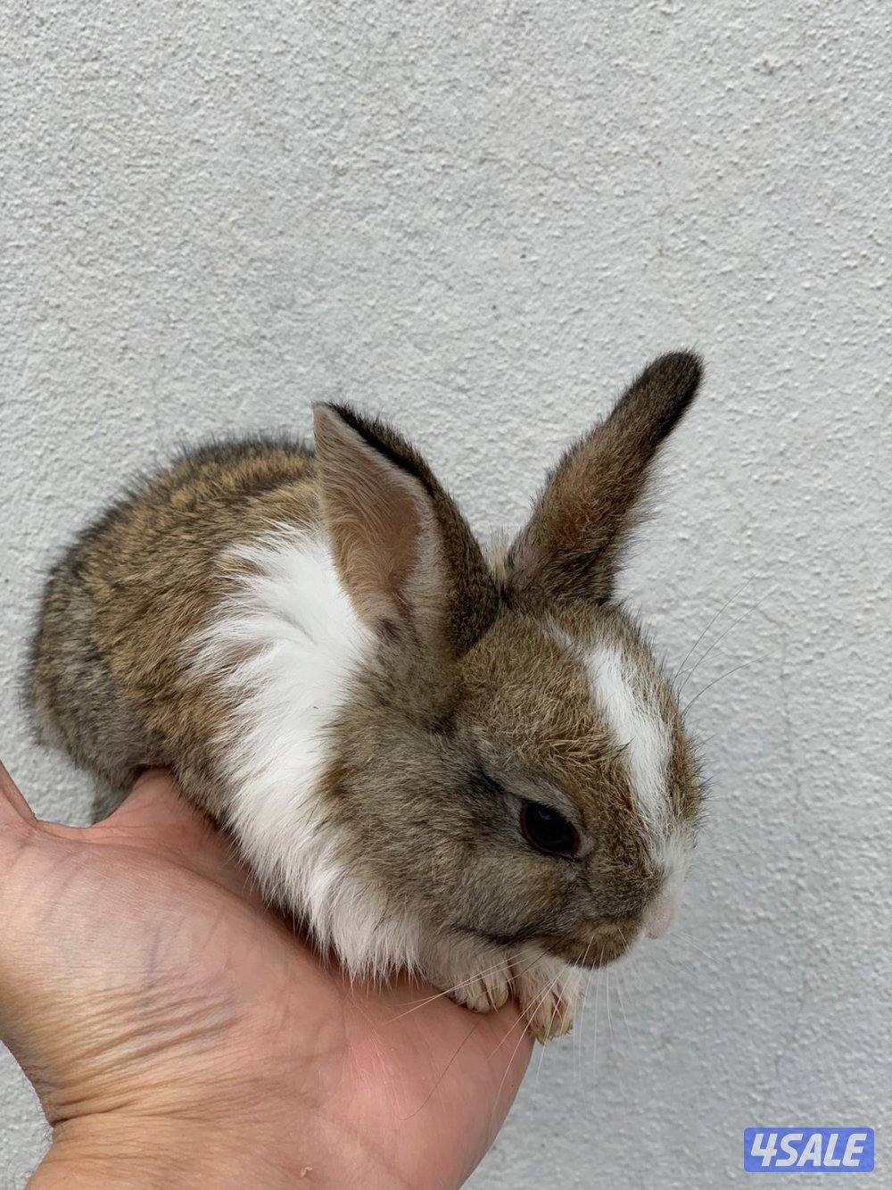 للبيع ارانب فرنسية صغار 🐰1