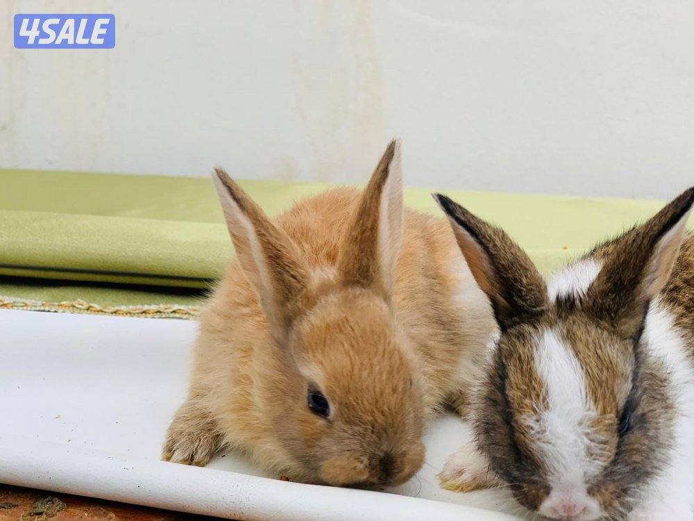 للبيع ارانب فرنسية صغار 🐰2