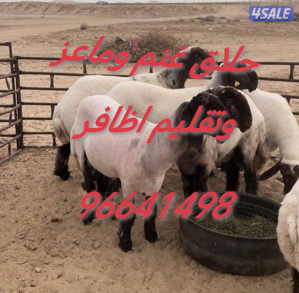 حلاق غنم وماعز وتقليم اظافر0