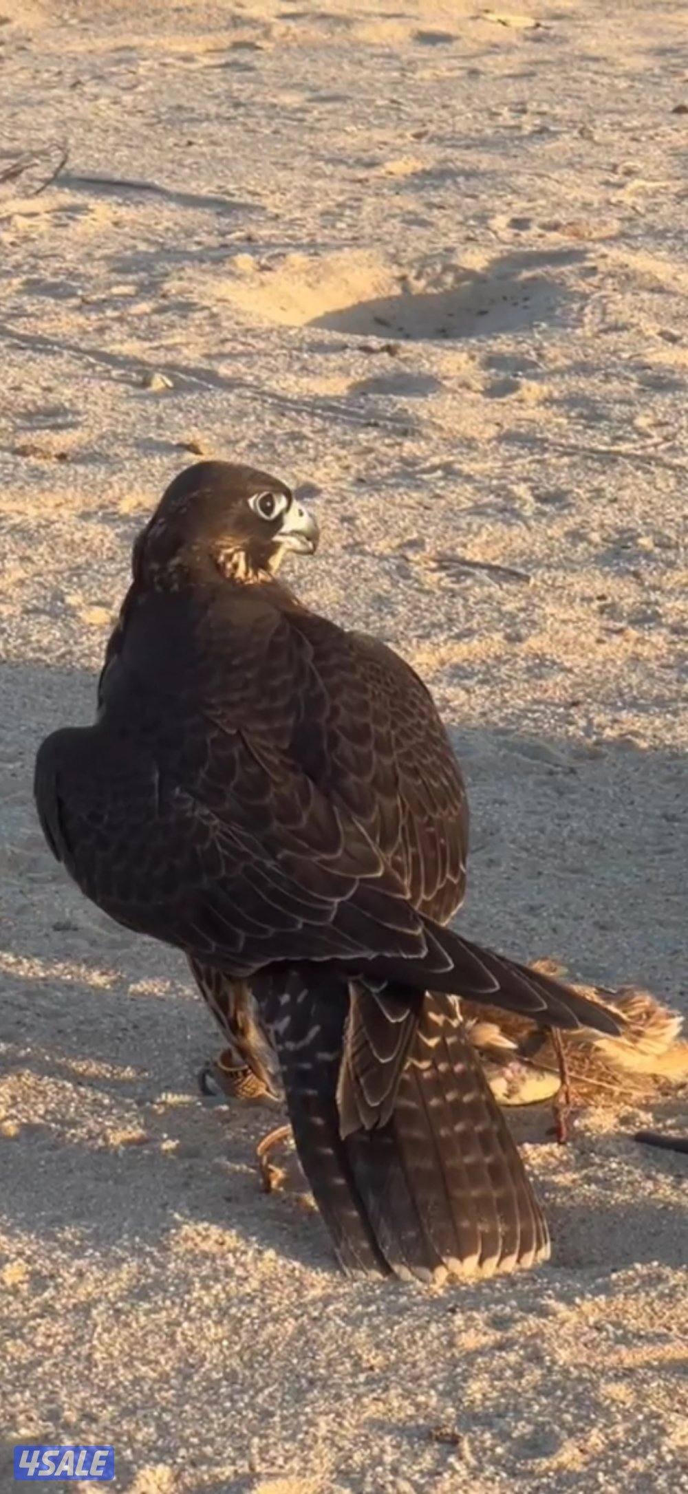 للبيع جير تبع0