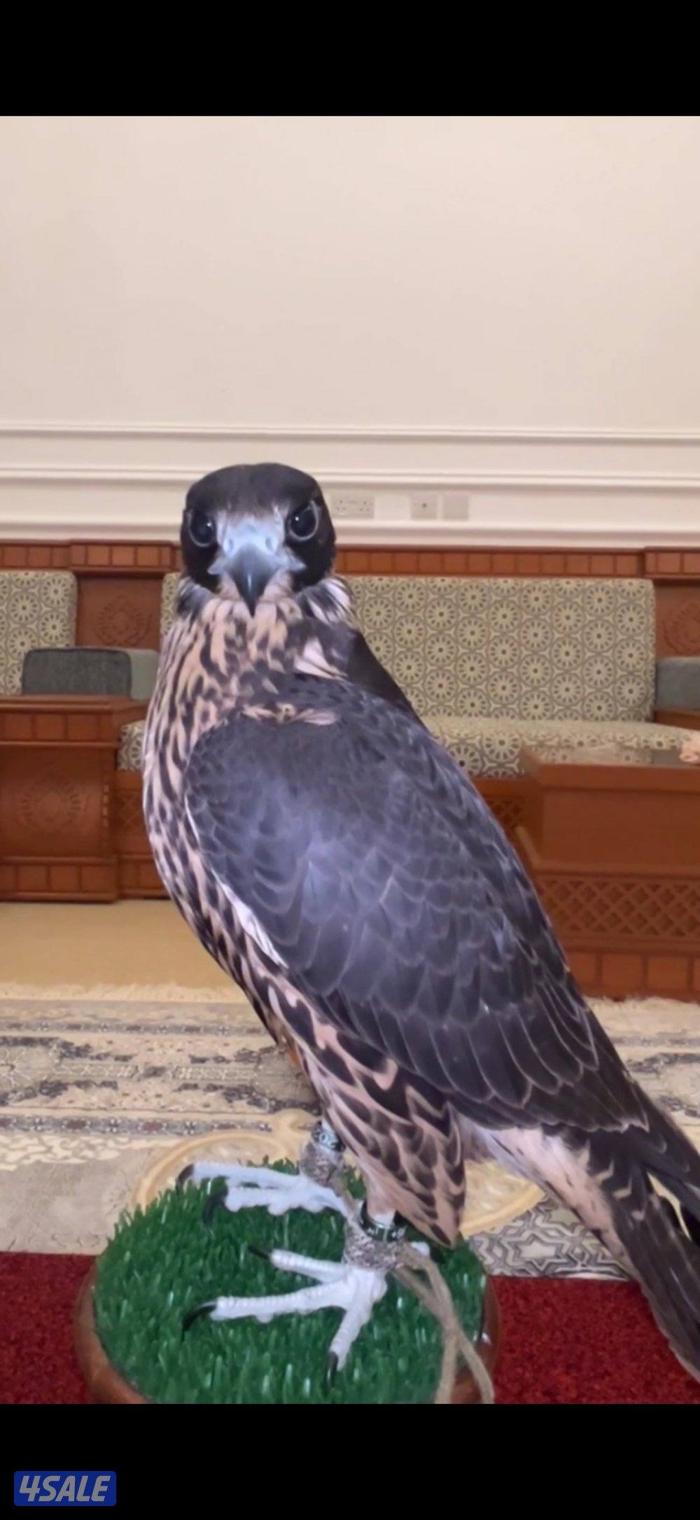 للبيع جير تبع1