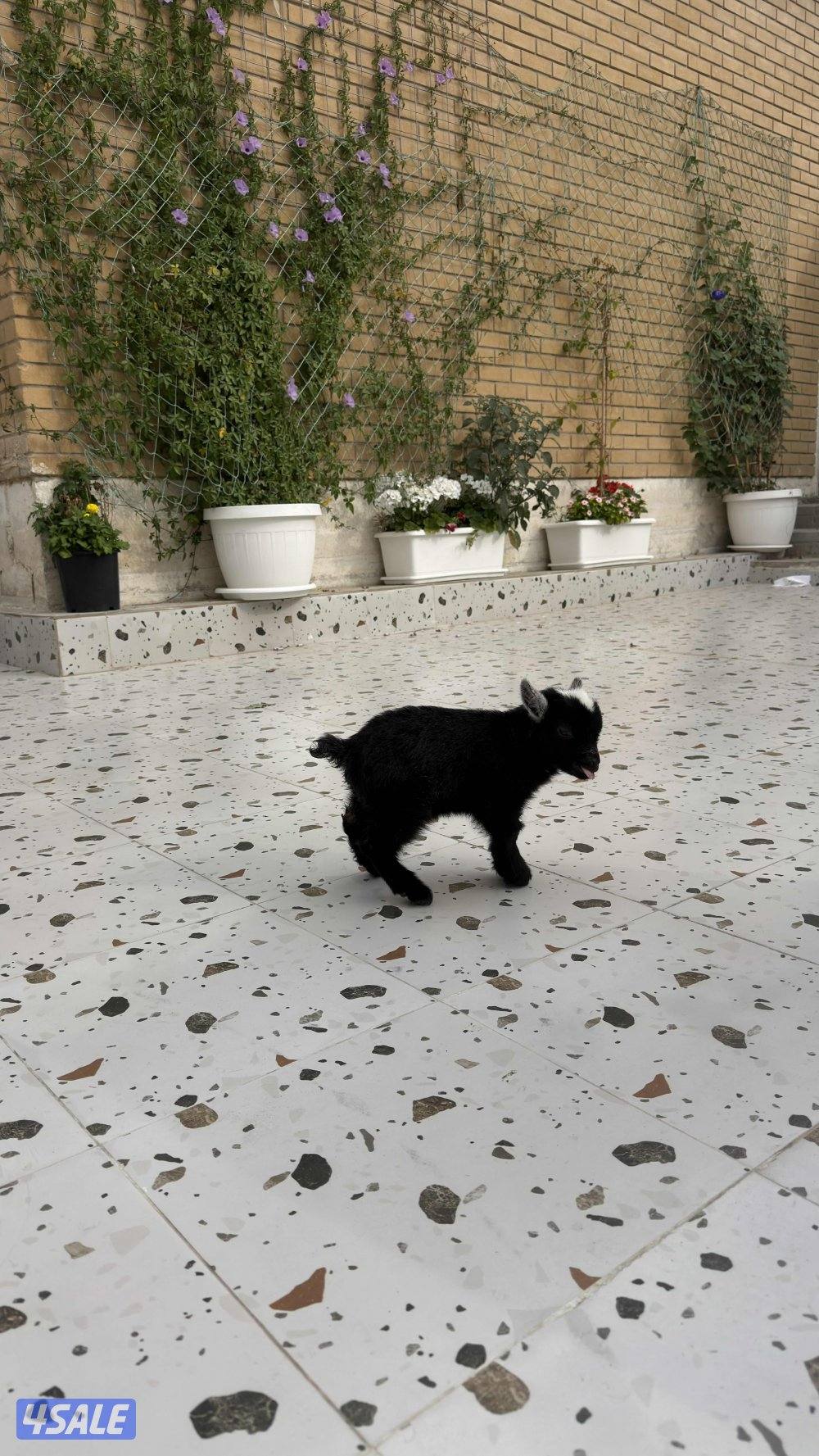 تيس جيكي العمر ٣ أسابيع لعوب يشرب حليب السعر ٣٥0