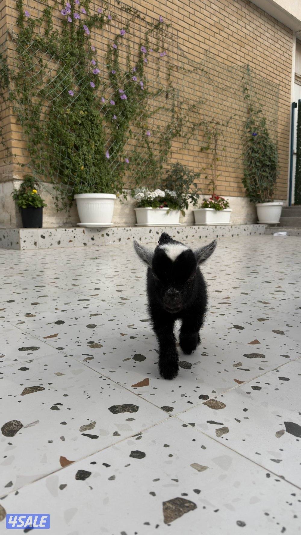 تيس جيكي العمر ٣ أسابيع لعوب يشرب حليب السعر ٣٥1