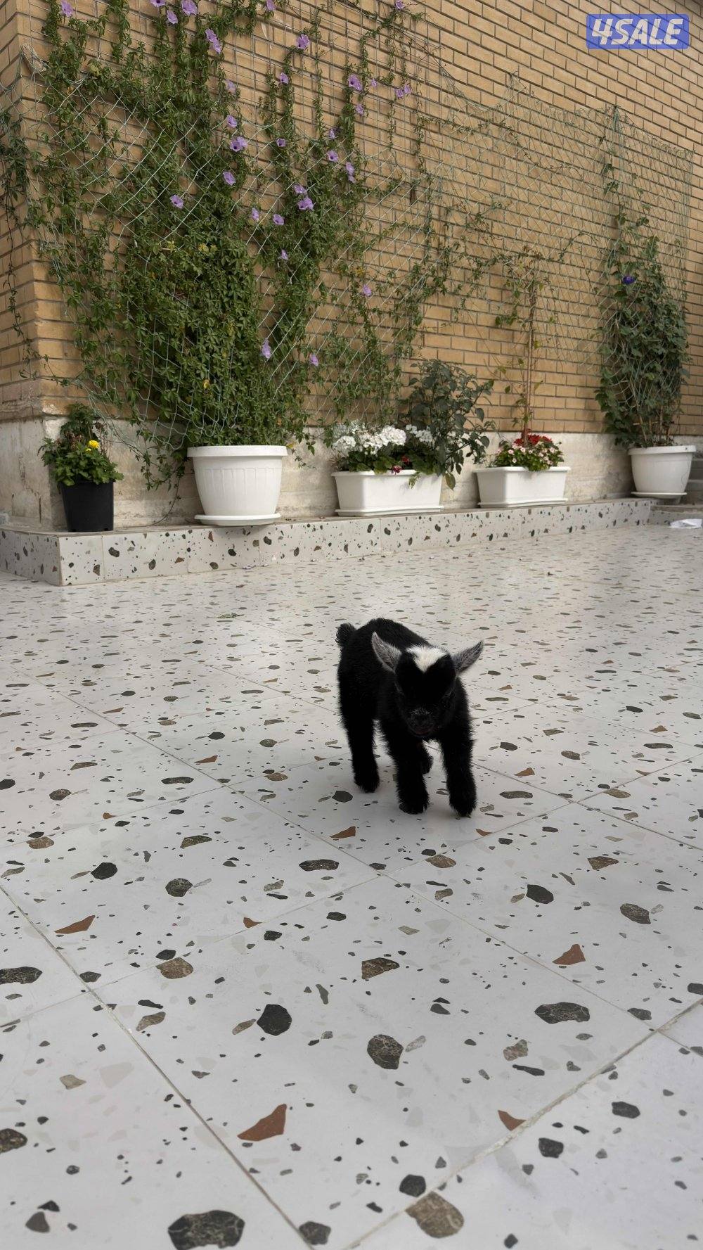 تيس جيكي العمر ٣ أسابيع لعوب يشرب حليب السعر ٣٥2