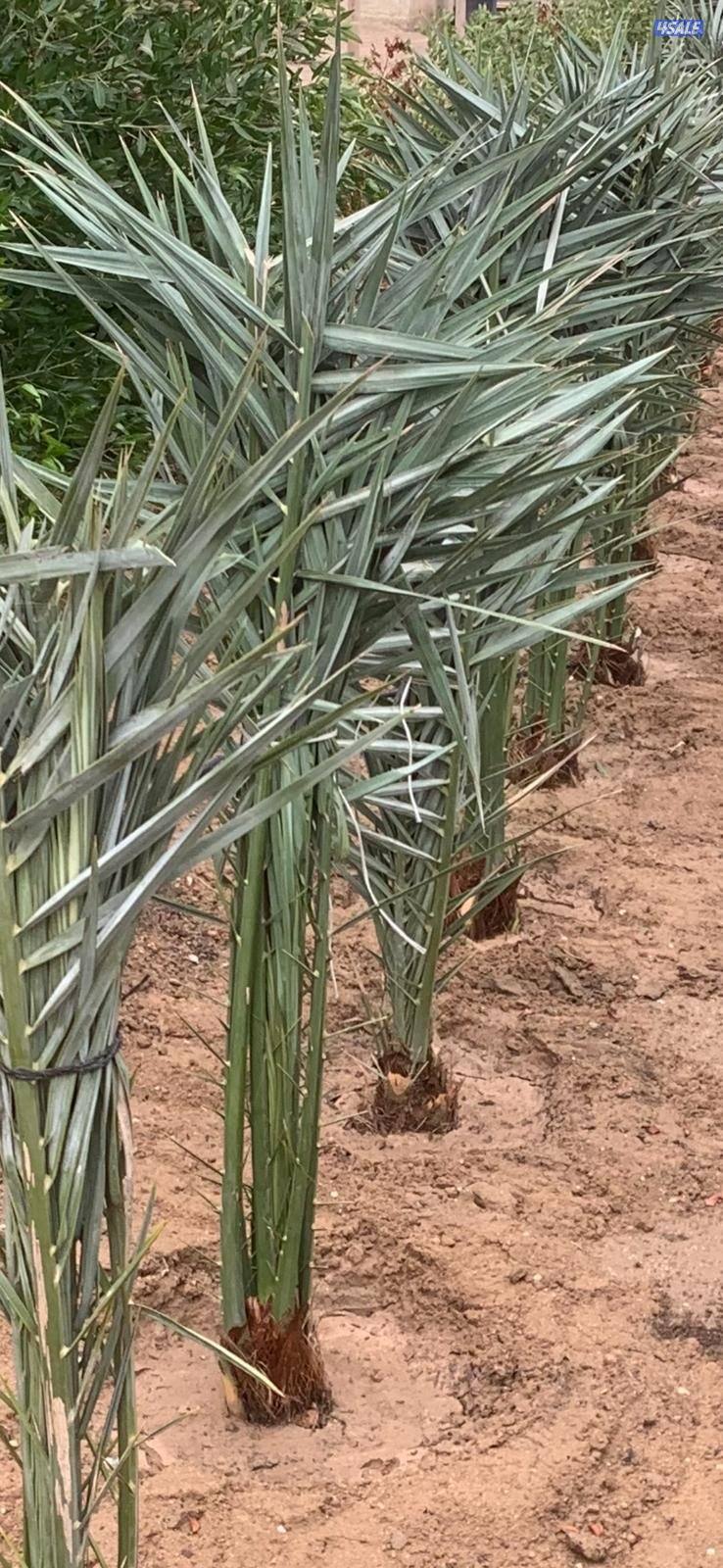 للبيع فروخ نخل اخلاص في العبدلي0