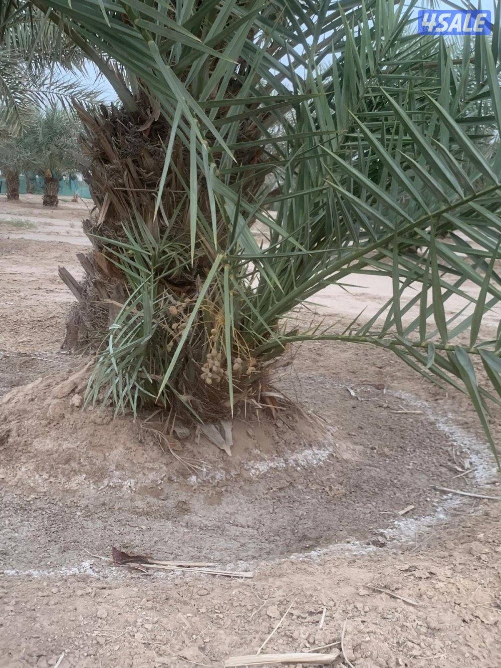 للبيع فروخ نخل اخلاص في العبدلي1