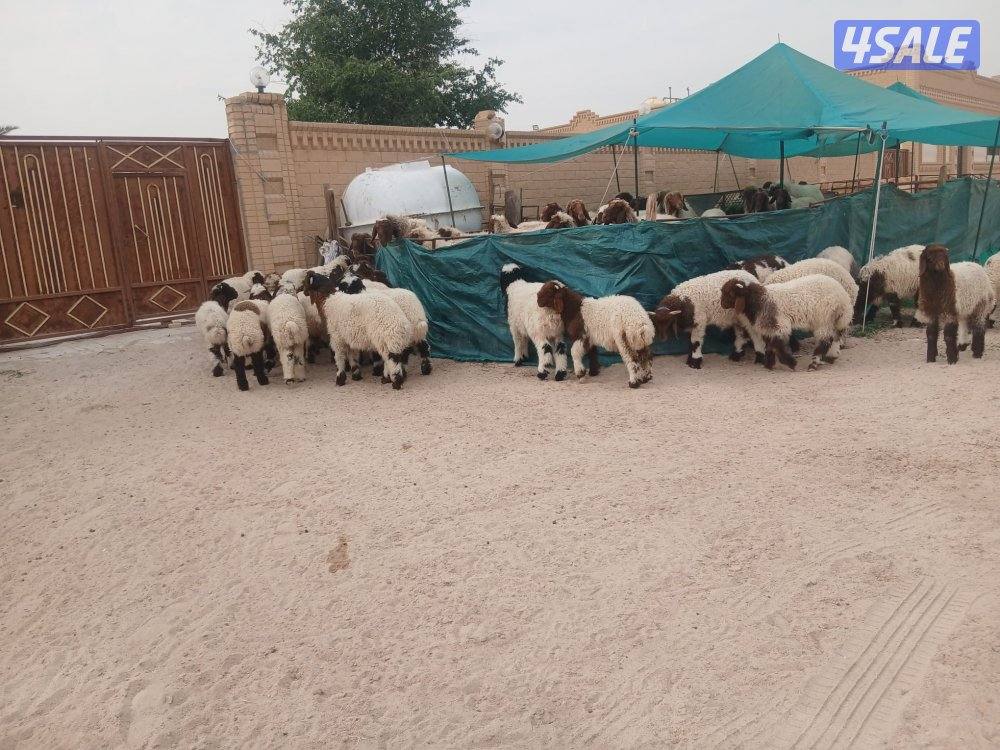 غنم ( بهم ) للبيع0