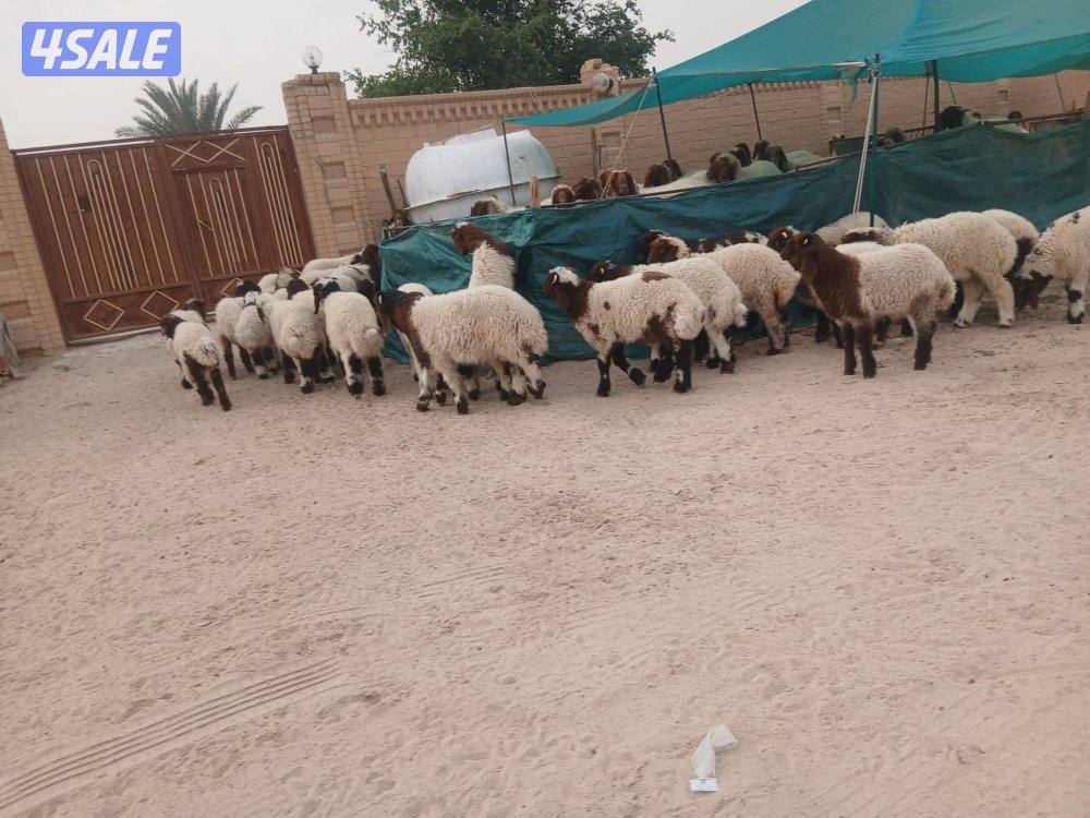 غنم ( بهم ) للبيع1