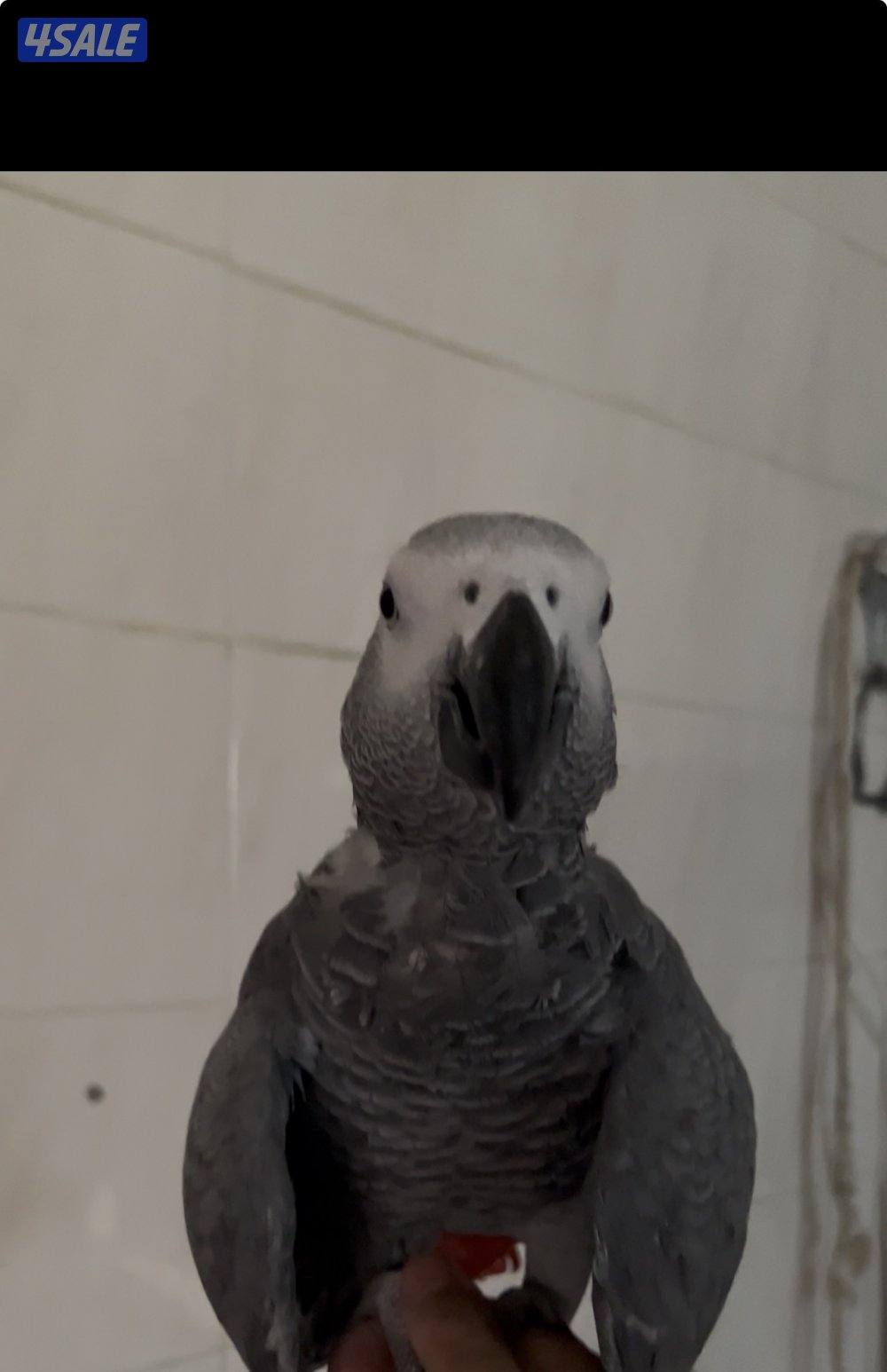 كاسكو للبيع0