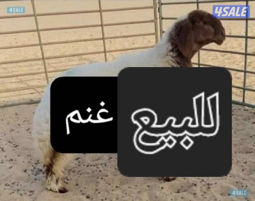 نشتري غنم ومعزا العدد مفتوح ودفع كاش من جميع مناطق الكويت0