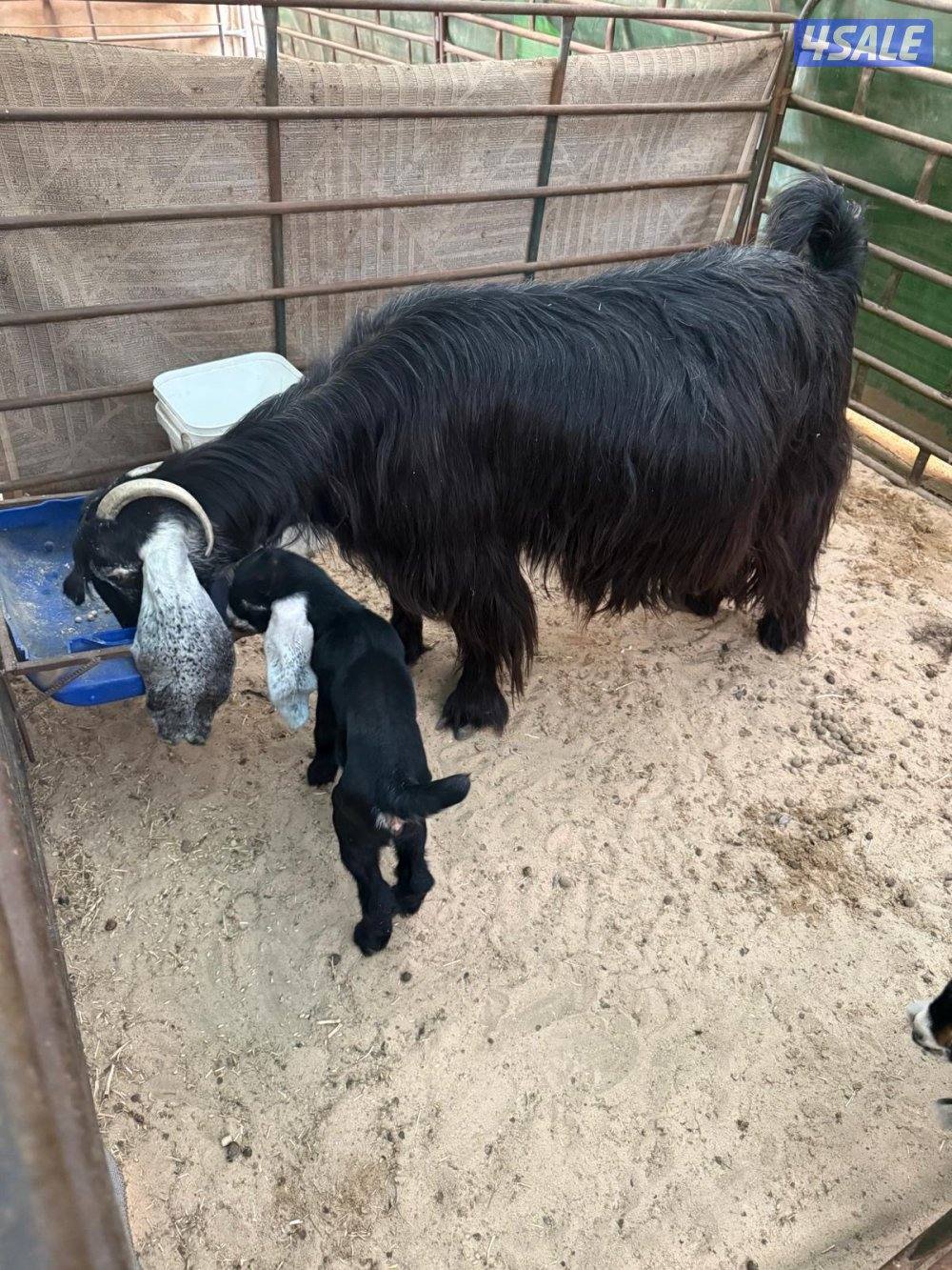 عنز عارضية معها جفرة0