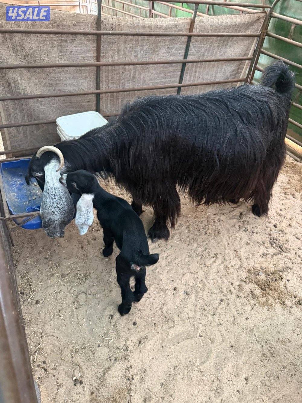 عنز عارضية معها جفرة1