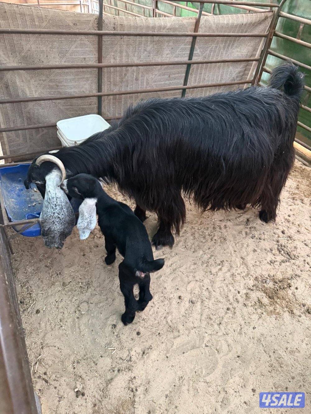 عنز عارضية معها جفرة2