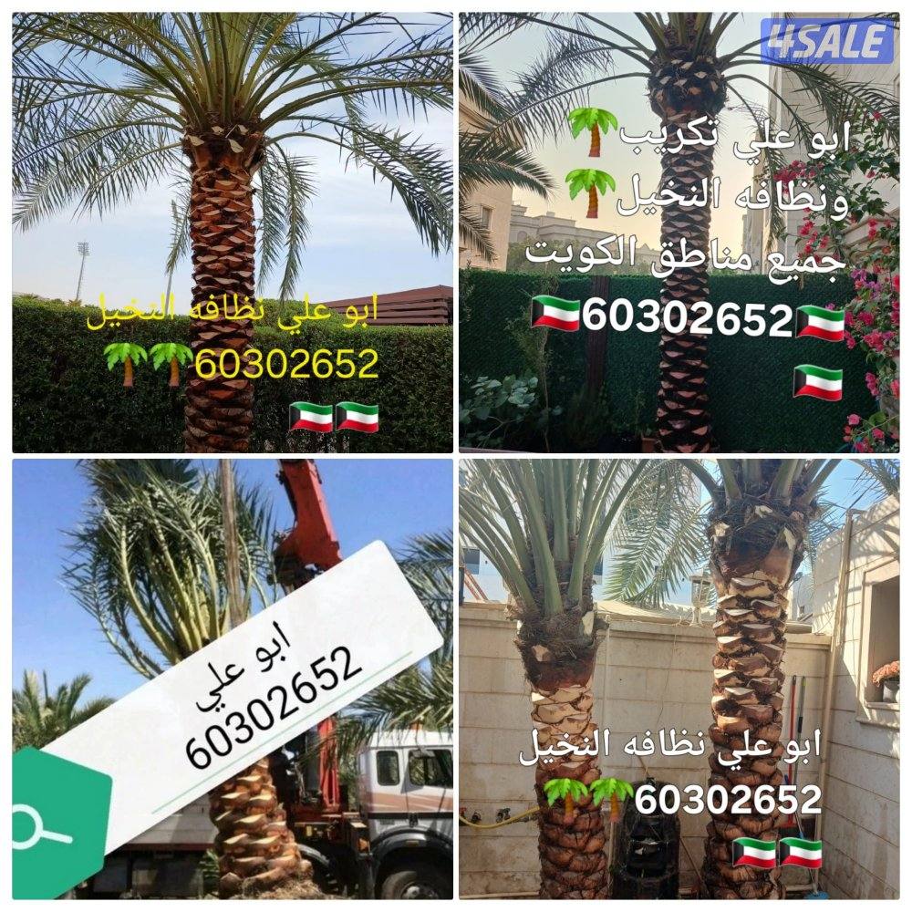 🌴ابو على 🌴 ‏ جميع نظافه النخيل 🌴جميع ☘️قص 🎄الاشجار🌳 خبره 20 عام ا0