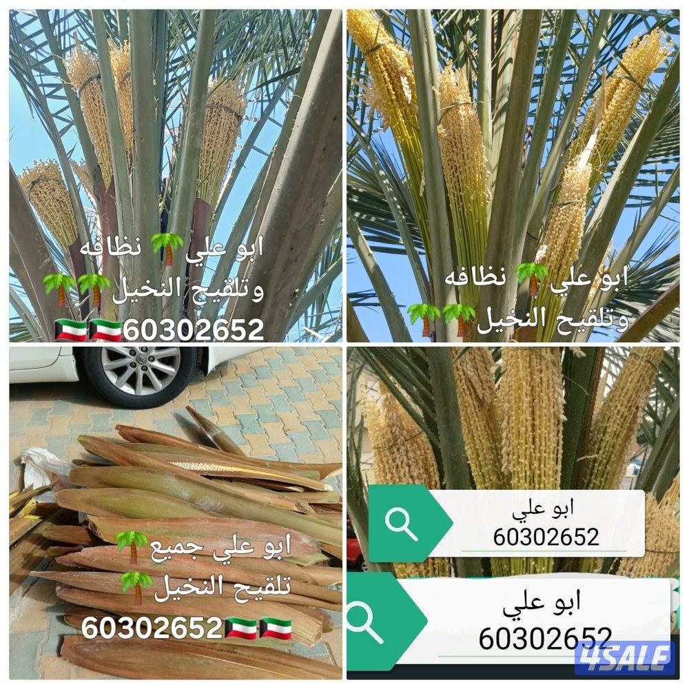 🌴ابو على 🌴 ‏ جميع نظافه النخيل 🌴جميع ☘️قص 🎄الاشجار🌳 خبره 20 عام ا1