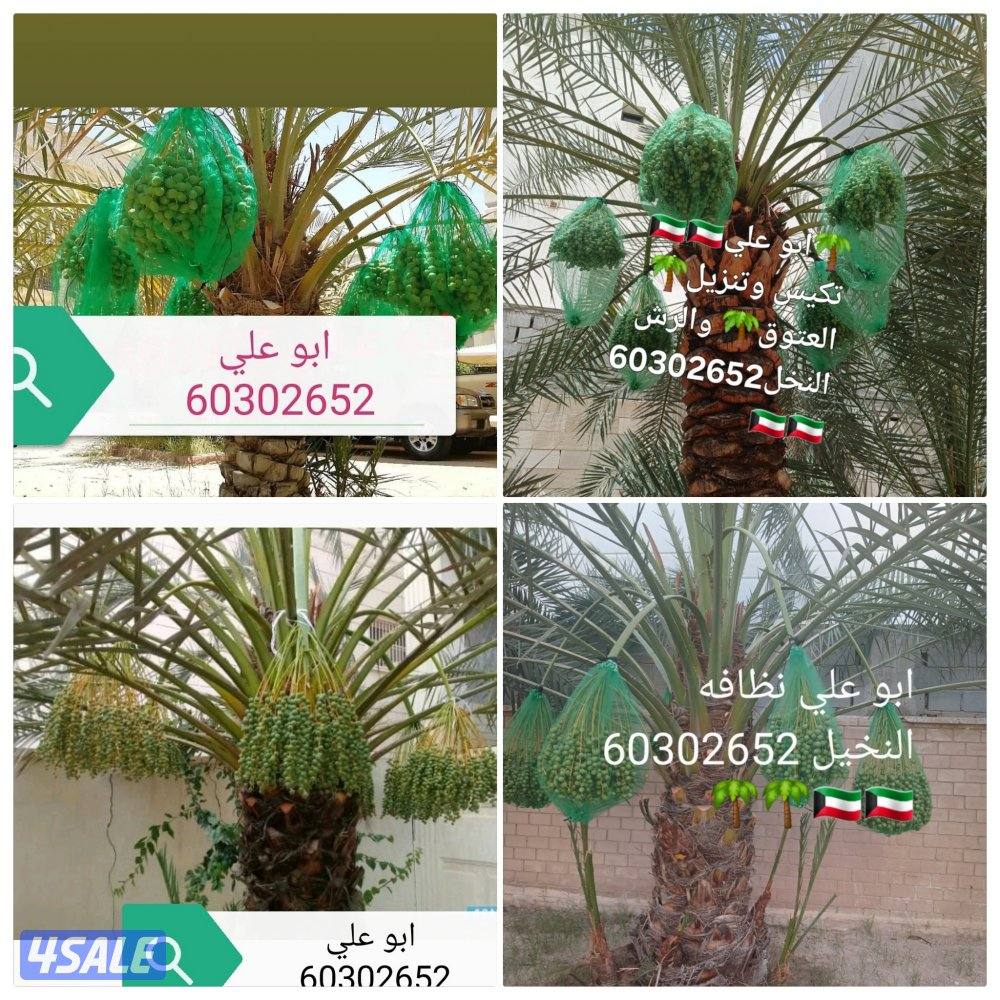 🌴ابو على 🌴 ‏ جميع نظافه النخيل 🌴جميع ☘️قص 🎄الاشجار🌳 خبره 20 عام ا2