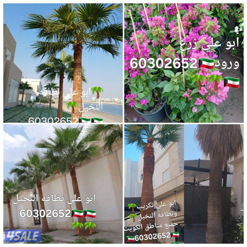🌴ابو على 🌴 ‏ جميع نظافه النخيل 🌴جميع ☘️قص 🎄الاشجار🌳 خبره 20 عام ا3