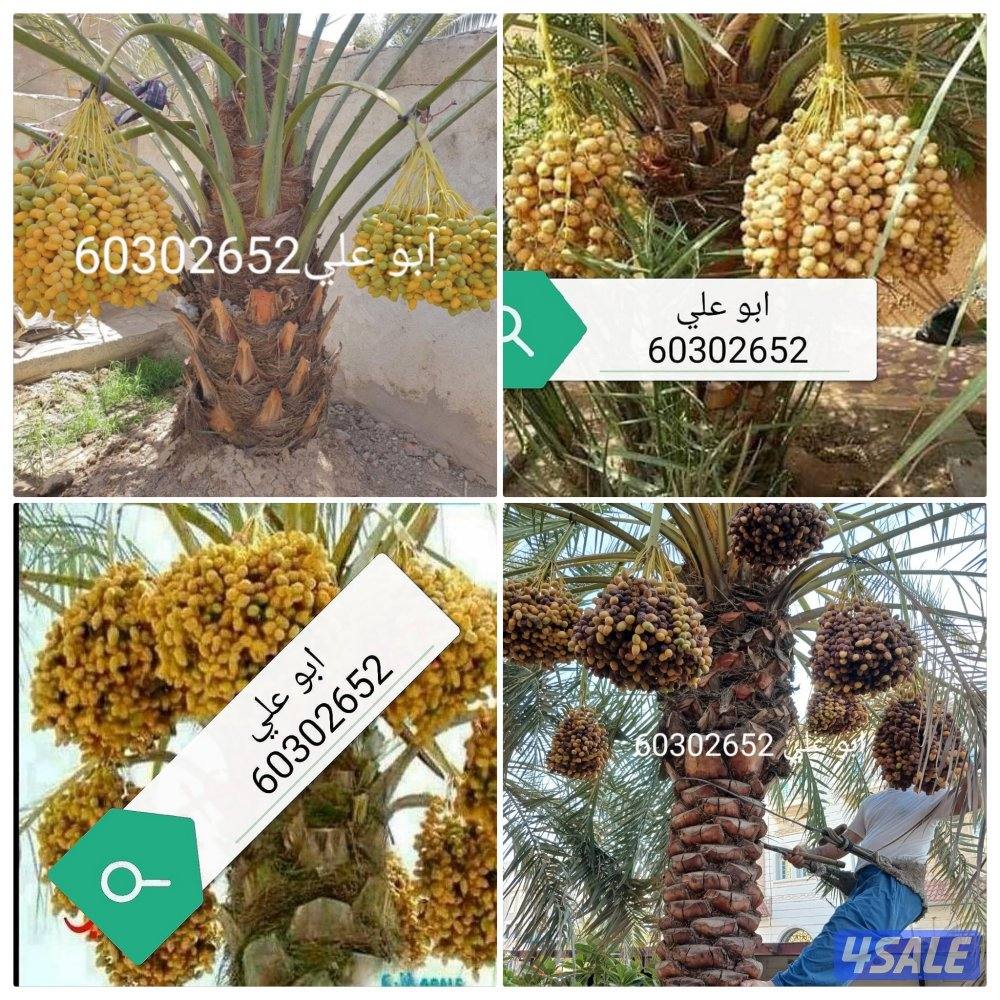 🌴ابو على 🌴 ‏ جميع نظافه النخيل 🌴جميع ☘️قص 🎄الاشجار🌳 خبره 20 عام ا4
