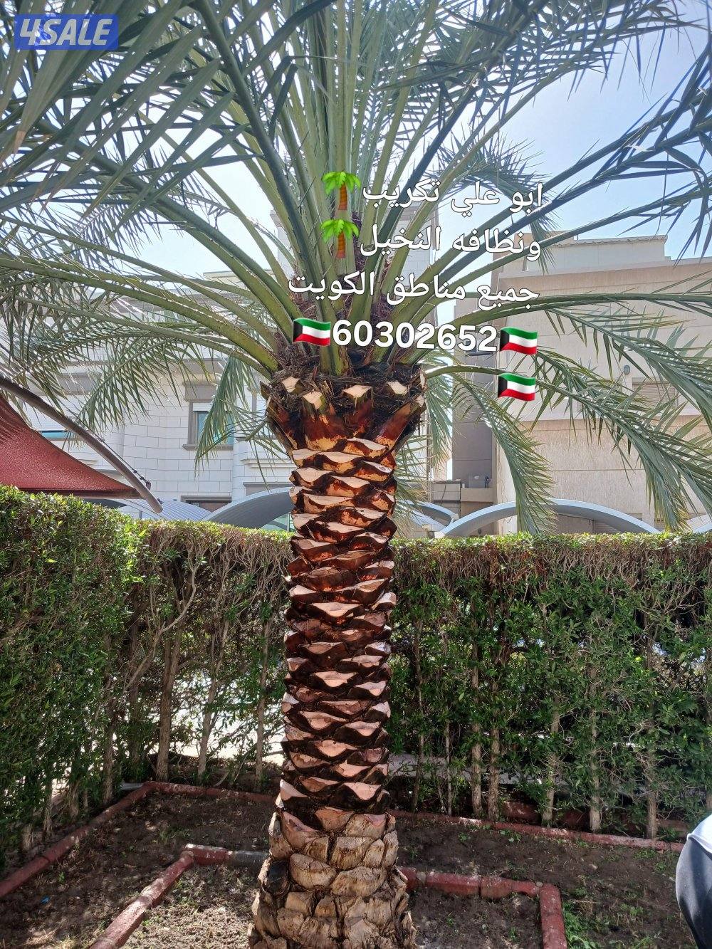 🌴ابو على 🌴 ‏ جميع نظافه النخيل 🌴جميع ☘️قص 🎄الاشجار🌳 خبره 20 عام ا7