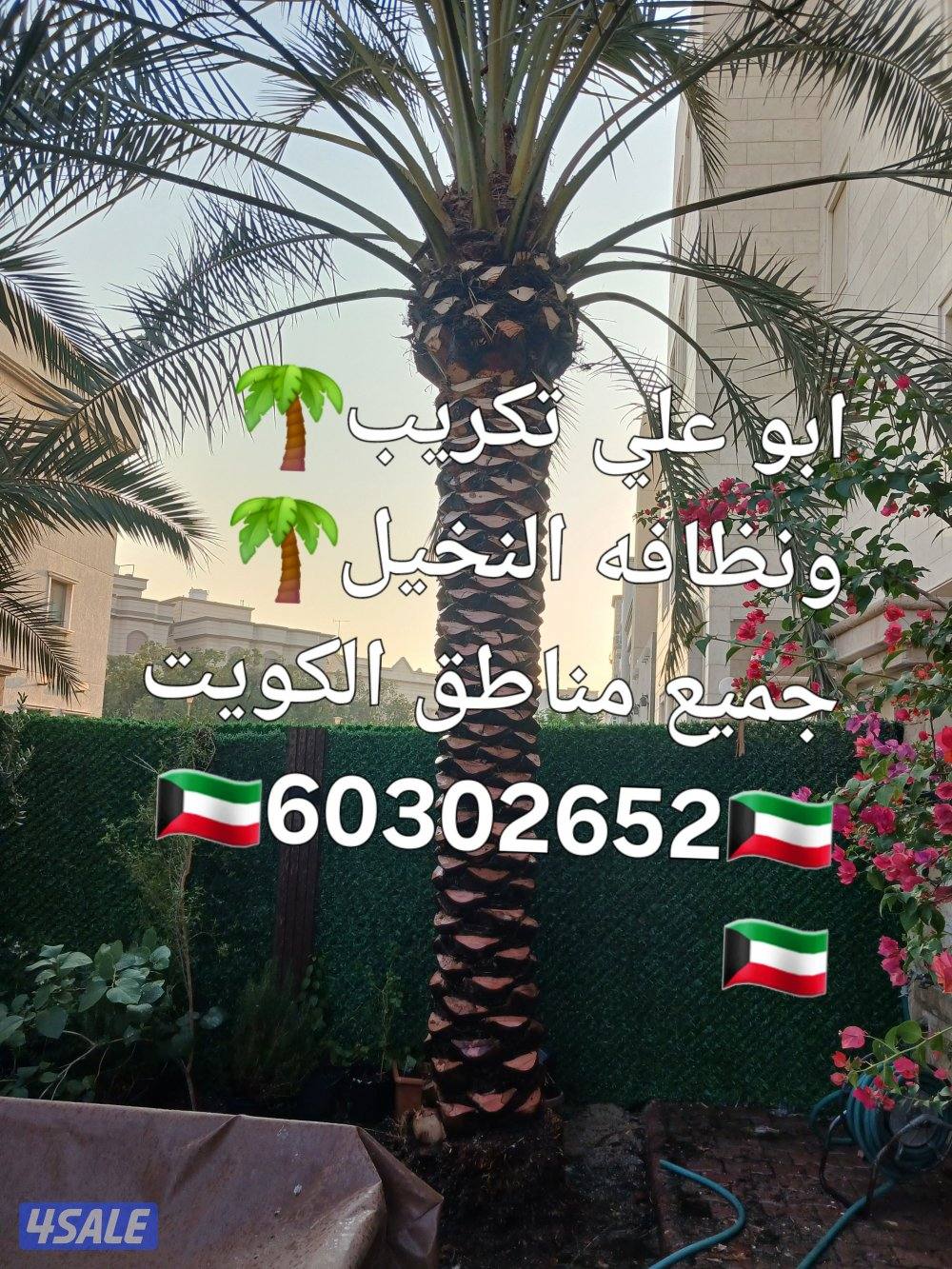 🌴ابو على 🌴 ‏ جميع نظافه النخيل 🌴جميع ☘️قص 🎄الاشجار🌳 خبره 20 عام ا8