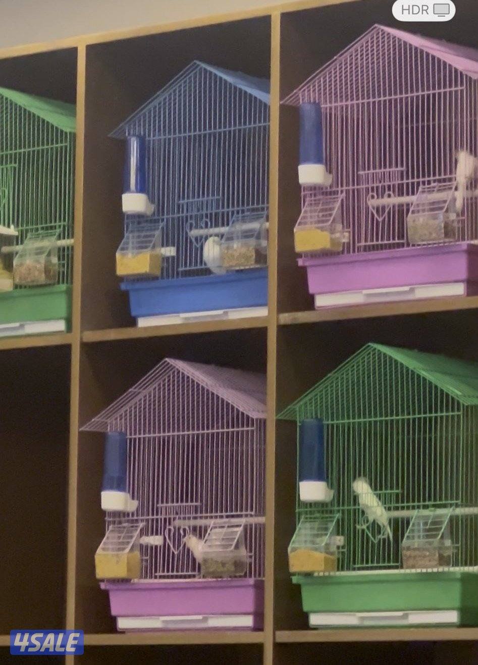 كناري روسي0