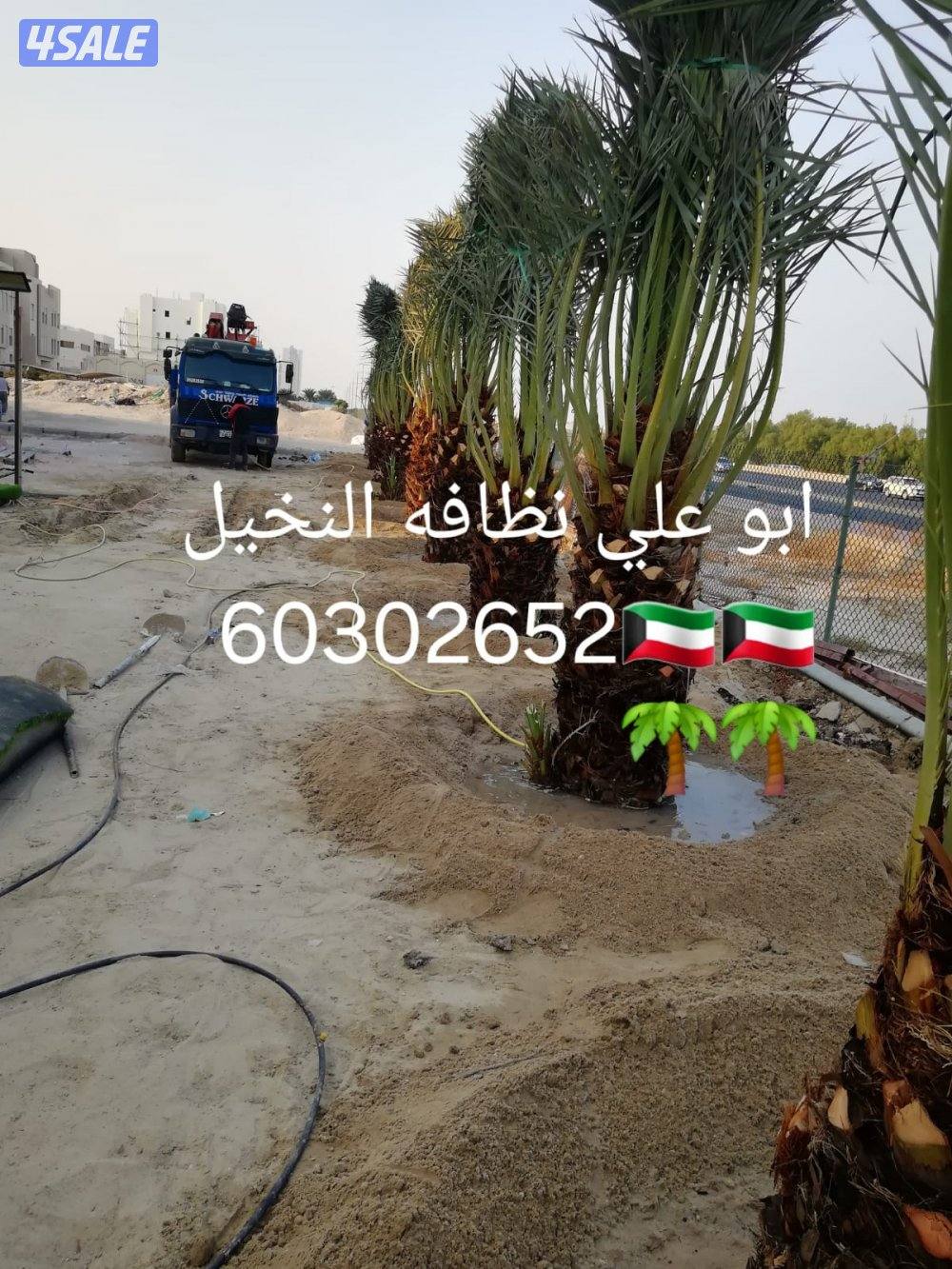 🌴ابو على 🌴 ‏ جميع نظافه النخيل 🌴جميع ☘️قص 🎄الاشجار🌳 خبره 20 عام ا12