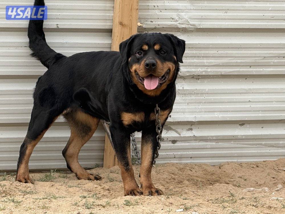 للبيع نثيه وفحل رواته النثيه صارفه0