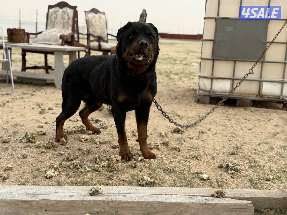 للبيع نثيه وفحل رواته النثيه صارفه2